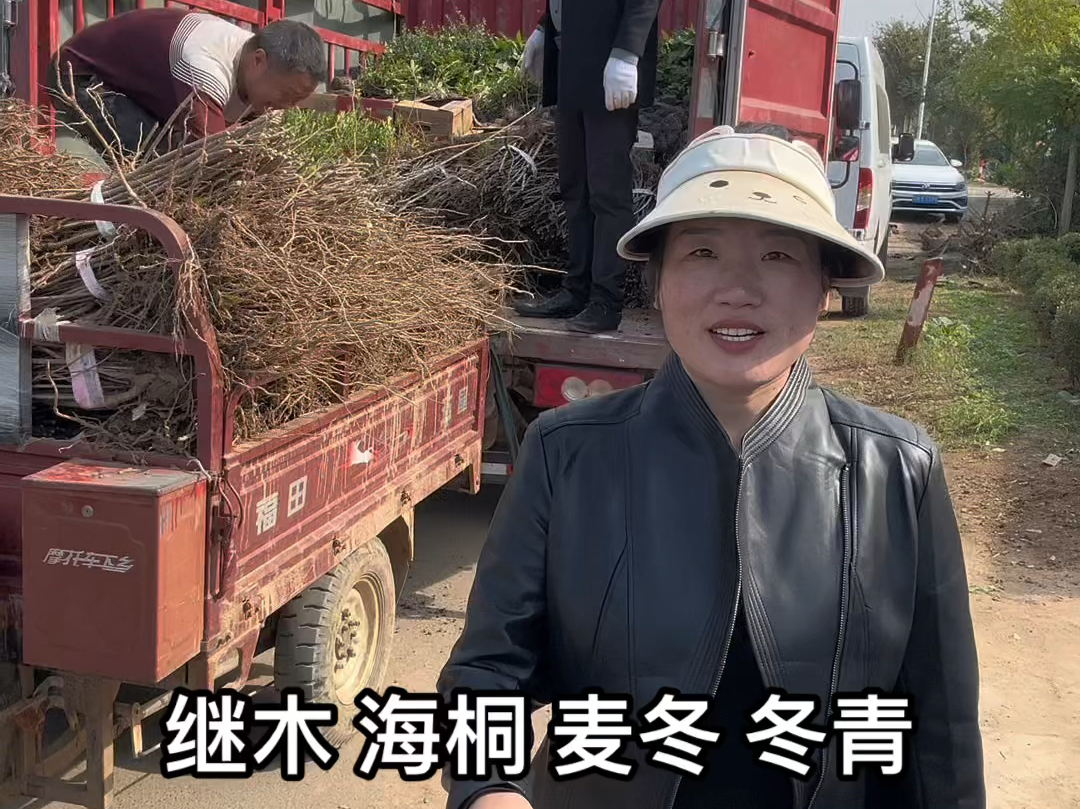 海桐 毛鹃 龟甲冬青 红王子锦带 细叶麦冬 种植培育基地 规格 品种全 现货直发哔哩哔哩bilibili