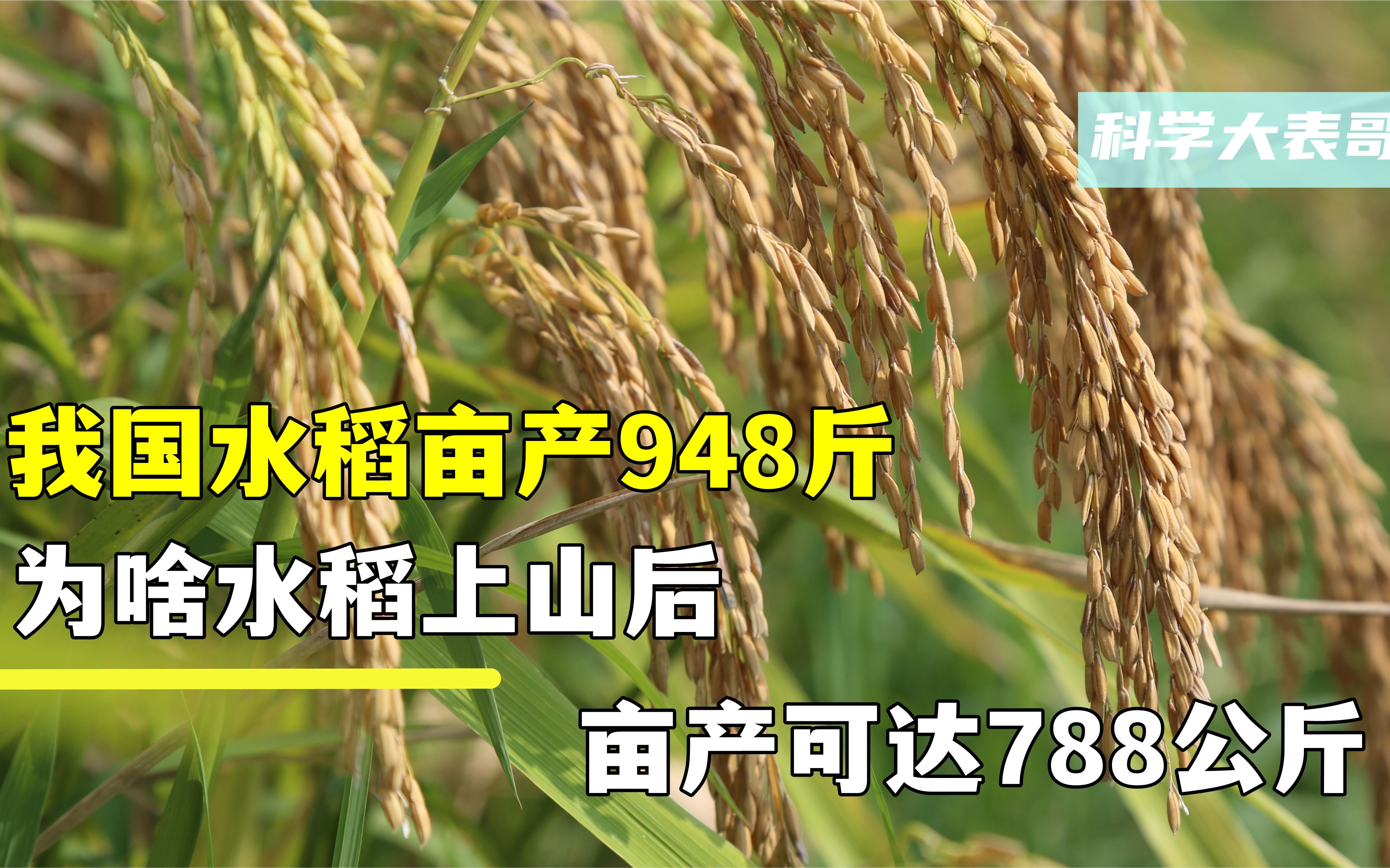 我国水稻亩产948斤,为啥水稻上山后,亩产可达788公斤哔哩哔哩bilibili