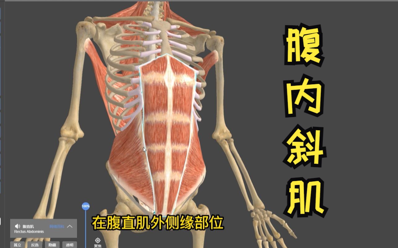 [图]【医维度解剖app】腹内斜肌