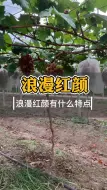 下载视频: 浪漫红颜葡萄苗品种介绍成熟期价格种植管理技术基地在哪里可以买