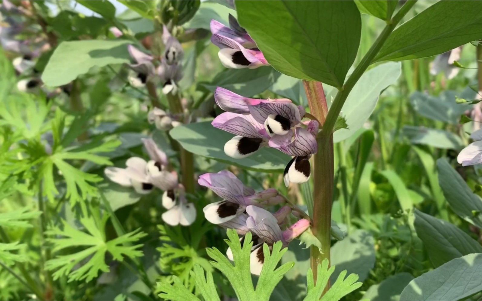 【田园意趣】蚕豆开花啦,见过蚕豆开花的样子吗?