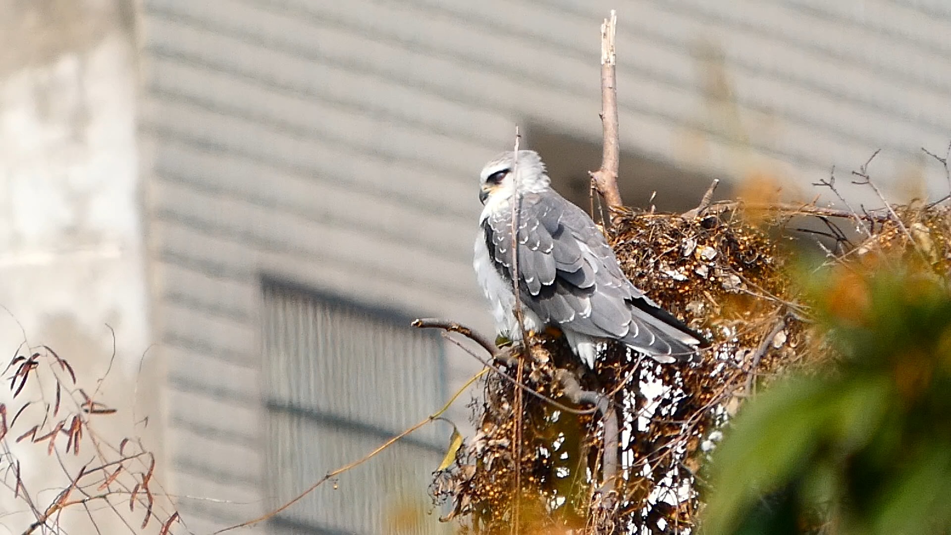 黑翅鸢幼鸟近景