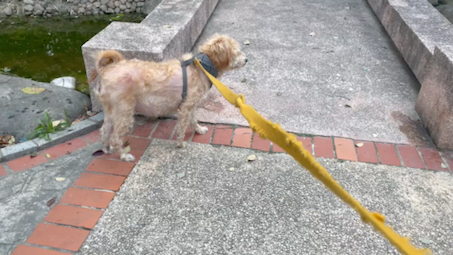 遛狗日常,库欣综合征的狗狗皮肤病会比较厉害,还脱毛严重.