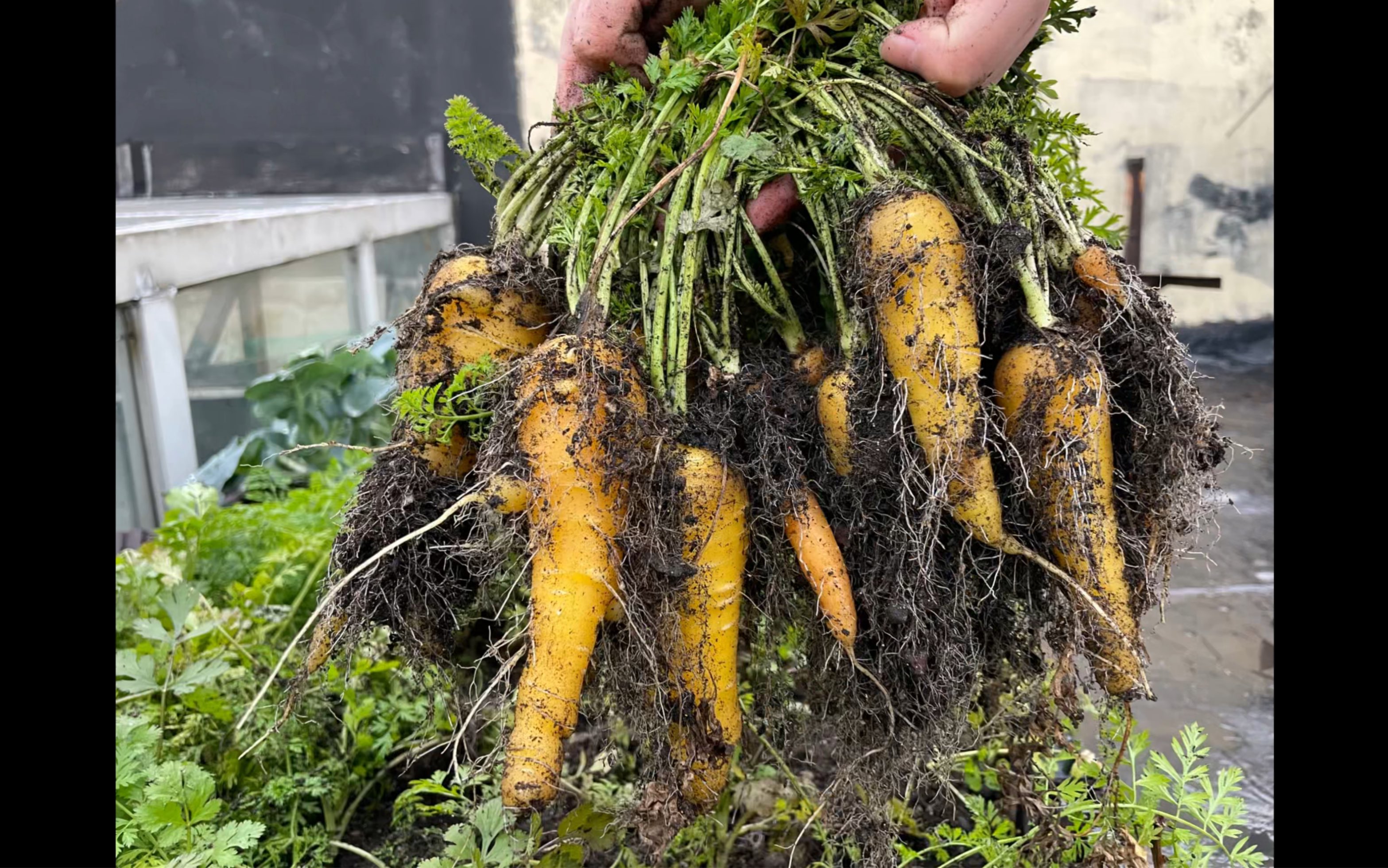 沉浸式拔胡萝卜,真的太开心了,浅浅收获14颗胡萝卜呦,嘿呦嘿呦拔萝卜
