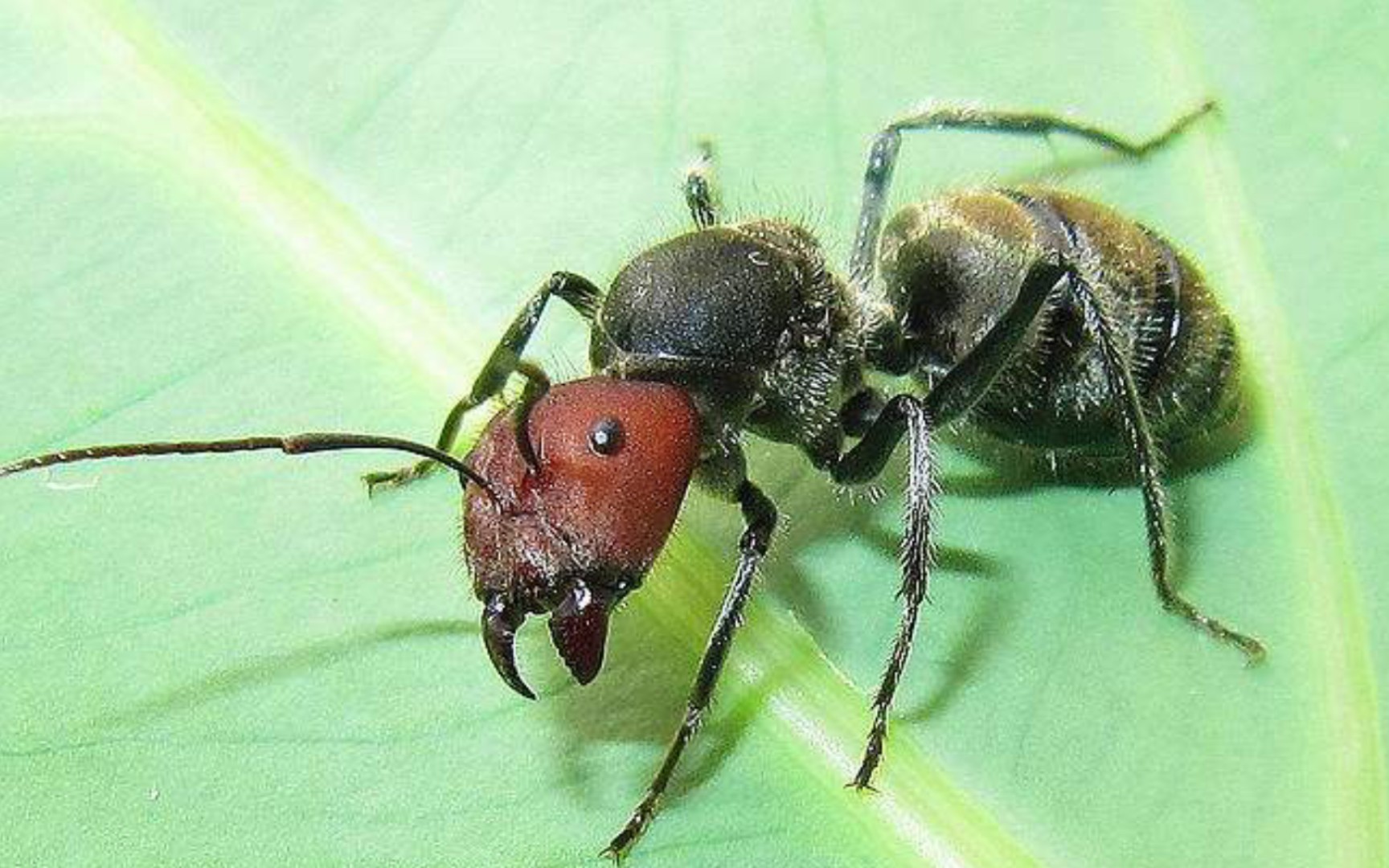 红头弓背蚁无后繁殖图片