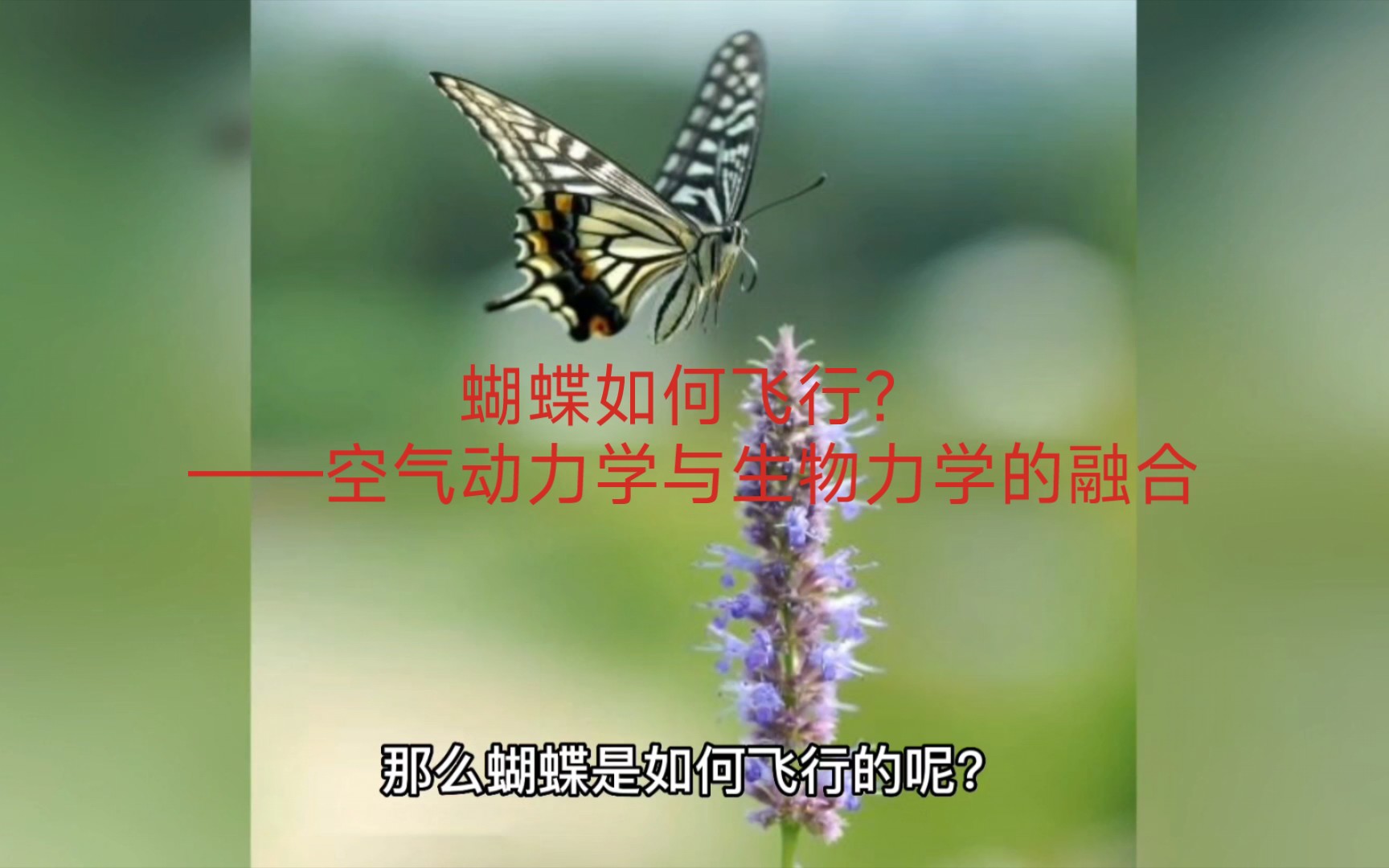 蝴蝶如何飞行?——空气动力学与生物力学的融合哔哩哔哩bilibili