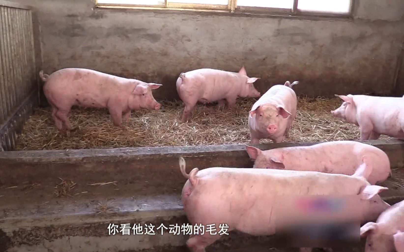 4-3 出大事了,嘉宾居然劝主持人吃猪饲料.