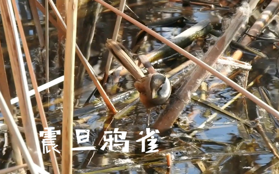 [图]芦苇丛中觅食的震旦鸦雀