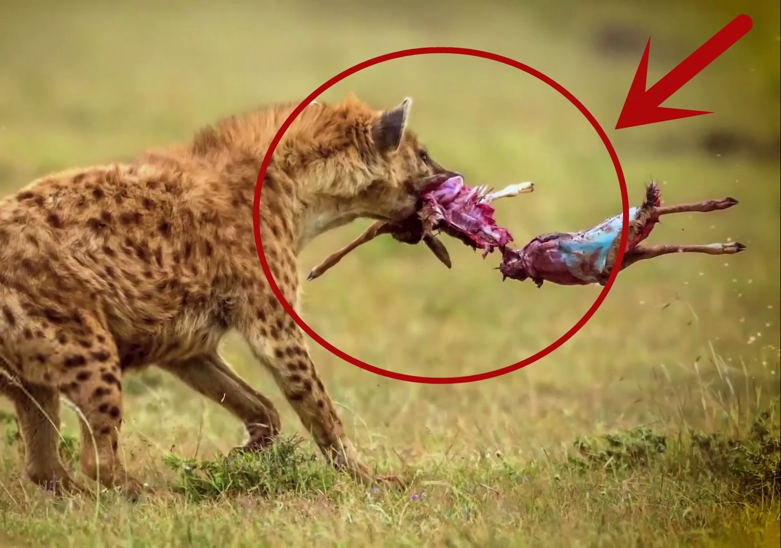 鬣狗单枪匹马抢夺花豹的猎物,鬣狗战斗力被低估,花豹痛失猎物