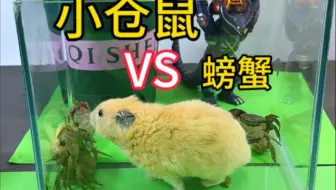 小仓鼠真的喜欢吃螃蟹吗？实测