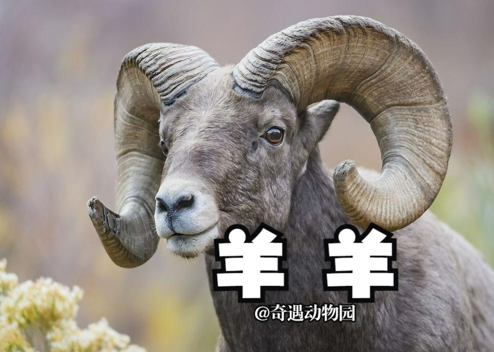 落基山大角羊的夺妻之战