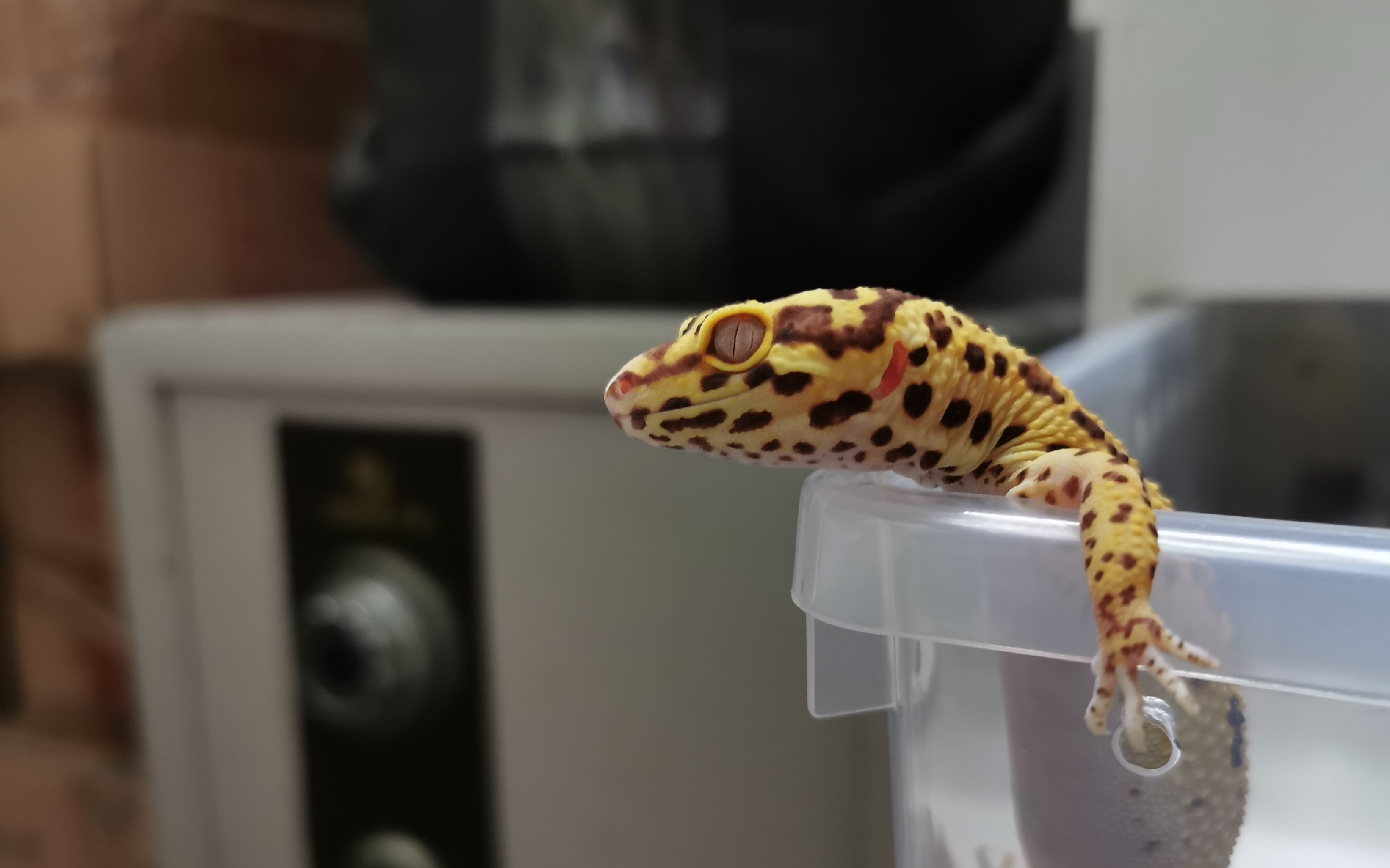 湿度豹纹守宫湿度篇太干太湿都不好