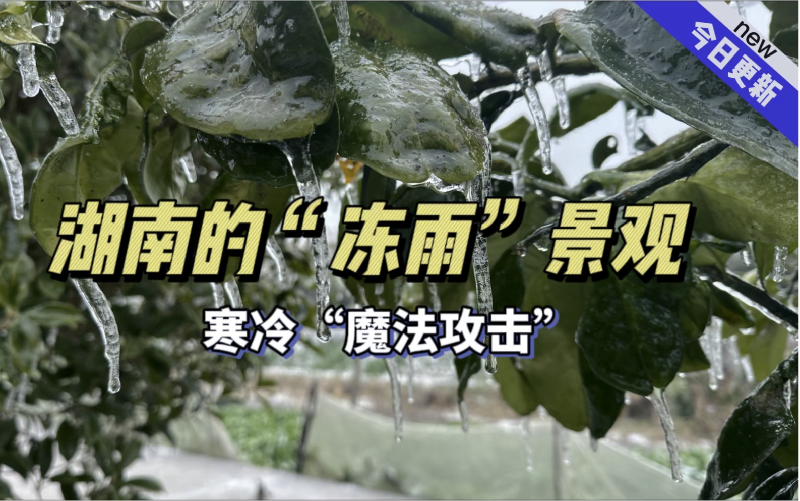 立春前一天,湖南下冻雨啦,美丽冻人的自然景观!