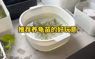 Download Video: 养龟好物推荐 养龟苗的好玩意