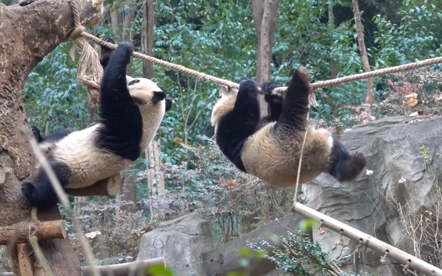 金老师的耍绳绝技开始收徒啦!(大熊猫金宵宝新)