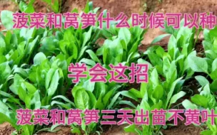 Download Video: 菠菜和莴笋什么时候种？学会这招，菠菜和莴笋3天出苗不黄叶