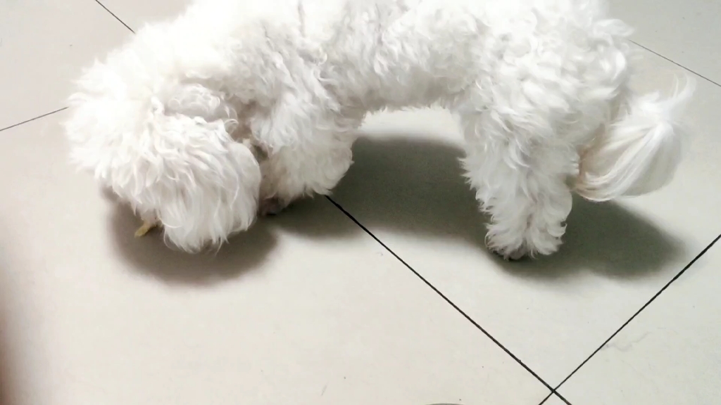 小比熊芒果每天坚持这样训练,绝对是一只乖狗狗_哔哩哔哩_bilibili