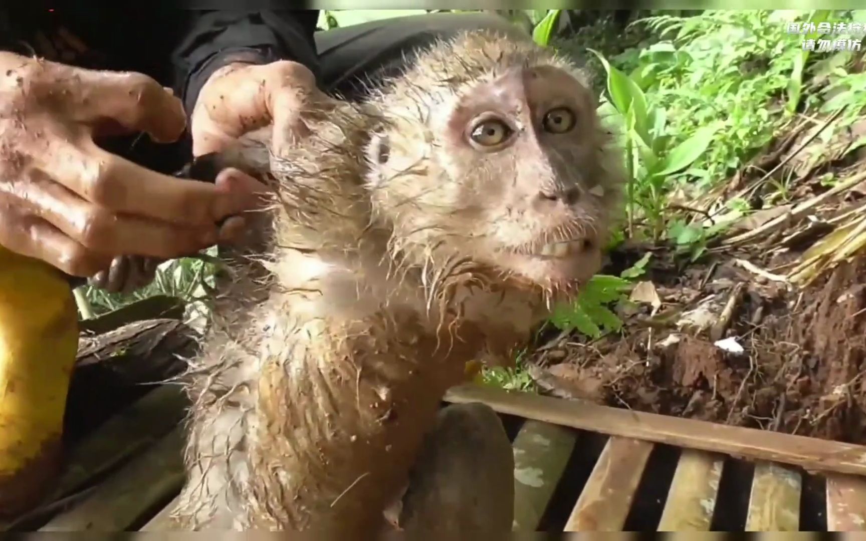 猴哥又被我印尼老表抓住了,这次真的要完蛋了