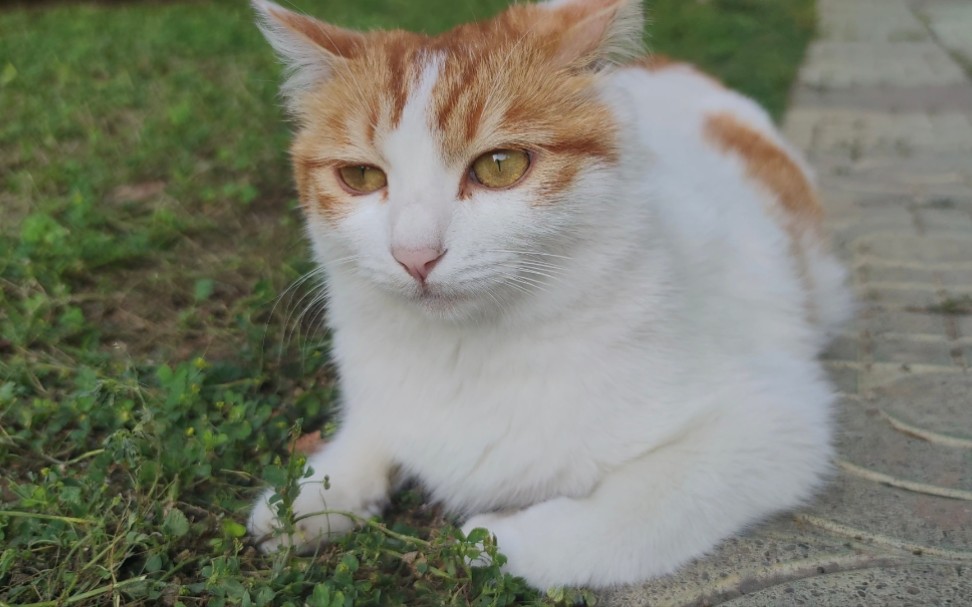 [图]喂学校一只很乖的猫吃猫条