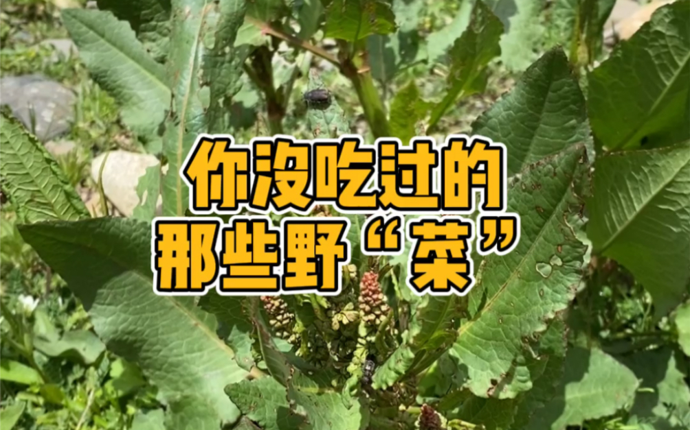 你没吃过的野“菜”酸模哔哩哔哩bilibili