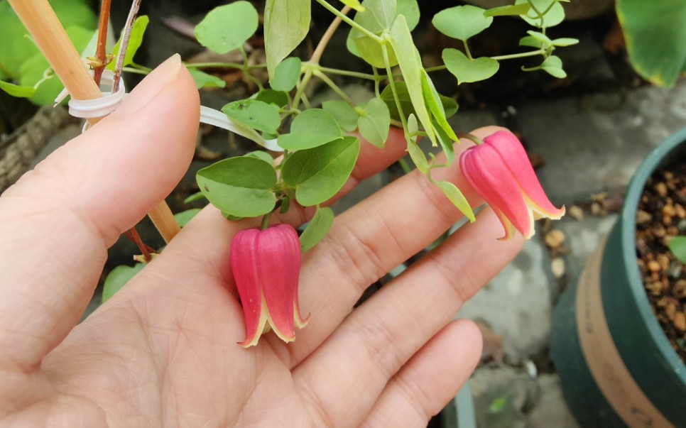 铃铛铁线莲押切比白叶更偏红一些花大一些