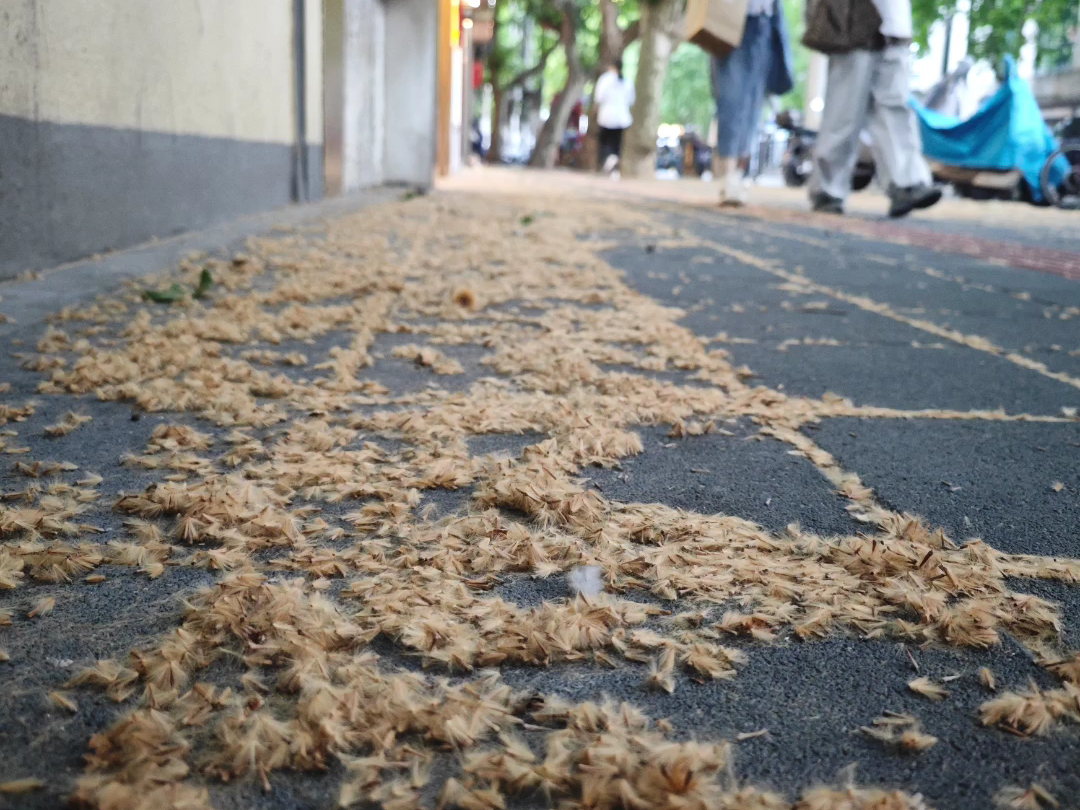 这两天上海不少地区,尤其是市中心出现了飞絮漫天的景象.