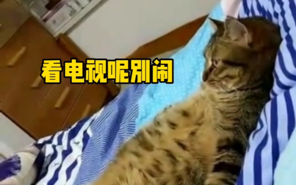 [图]《当代猫咪的摆烂现状》