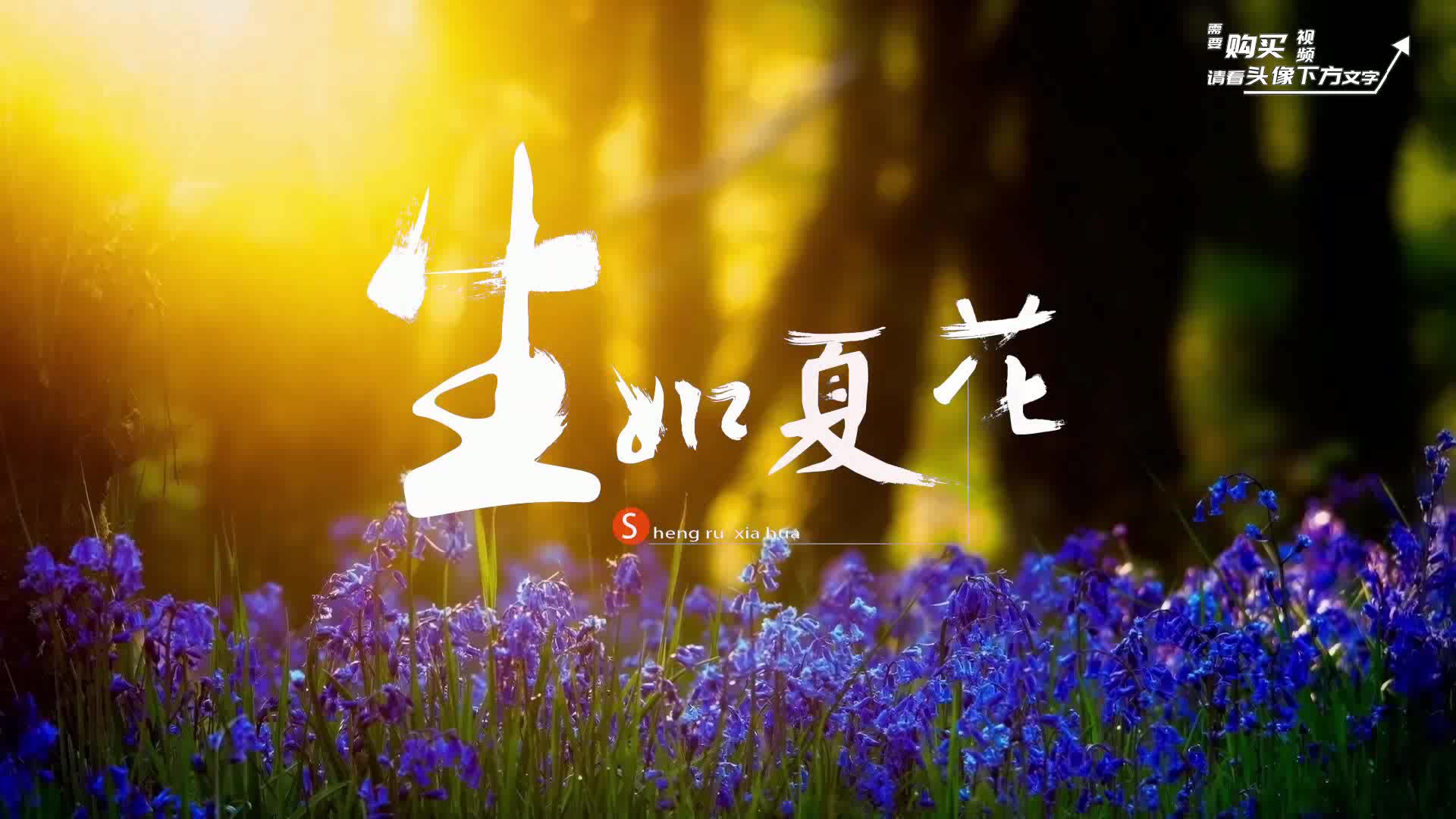 生如夏花 诗歌朗诵配乐伴奏舞台演出led背景视频素材2480