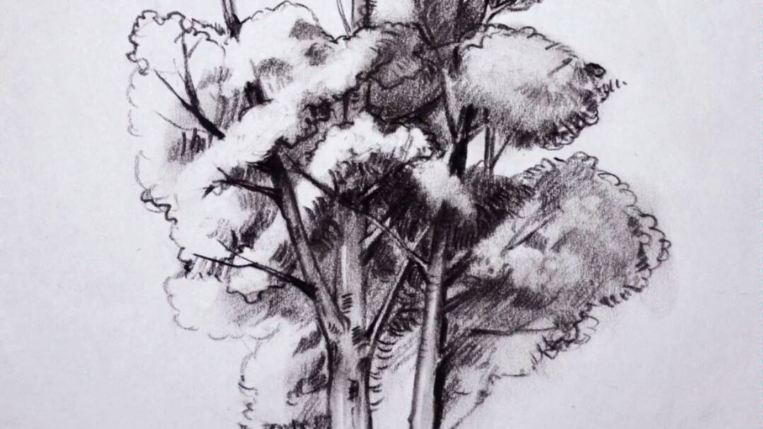 用炭笔画了一颗树