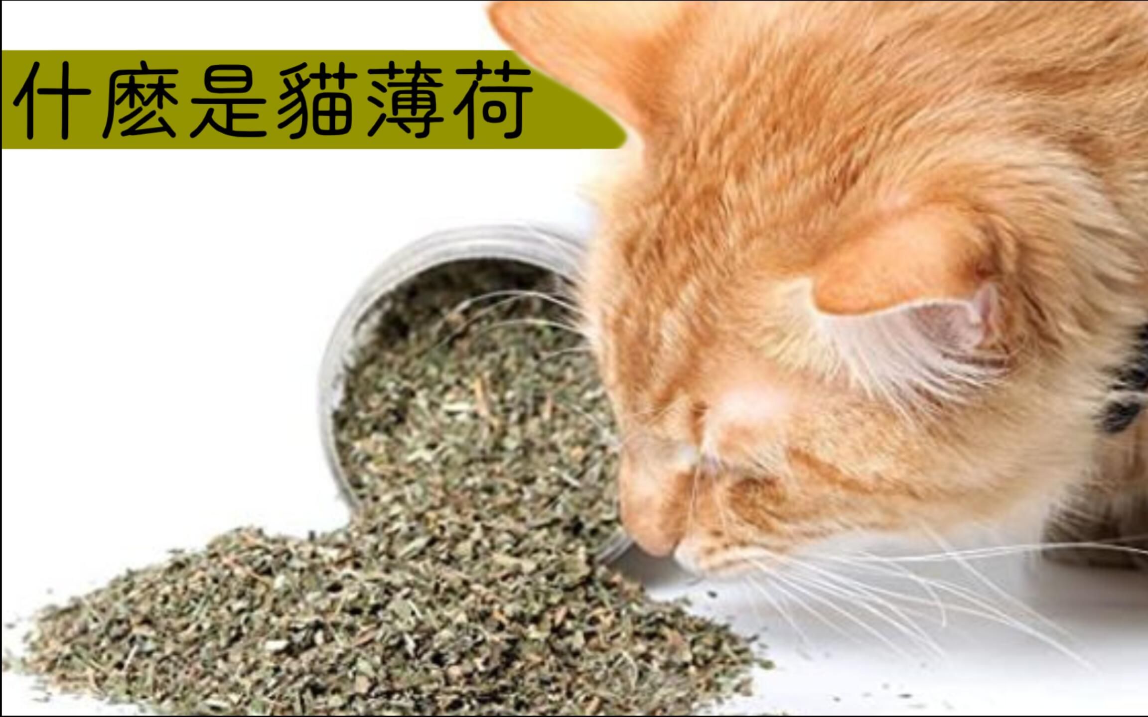 猫咪嗨翻天?猫薄荷全解析哔哩哔哩bilibili