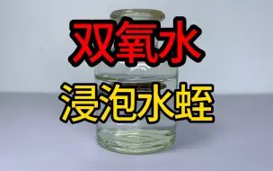 Download Video: 用超浓双氧水浸泡水蛭，水蛭直接变蘑菇云，彻底白化！