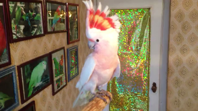 车轮冠_哔哩哔哩 (゜-゜)つロ 干杯~-bilibili