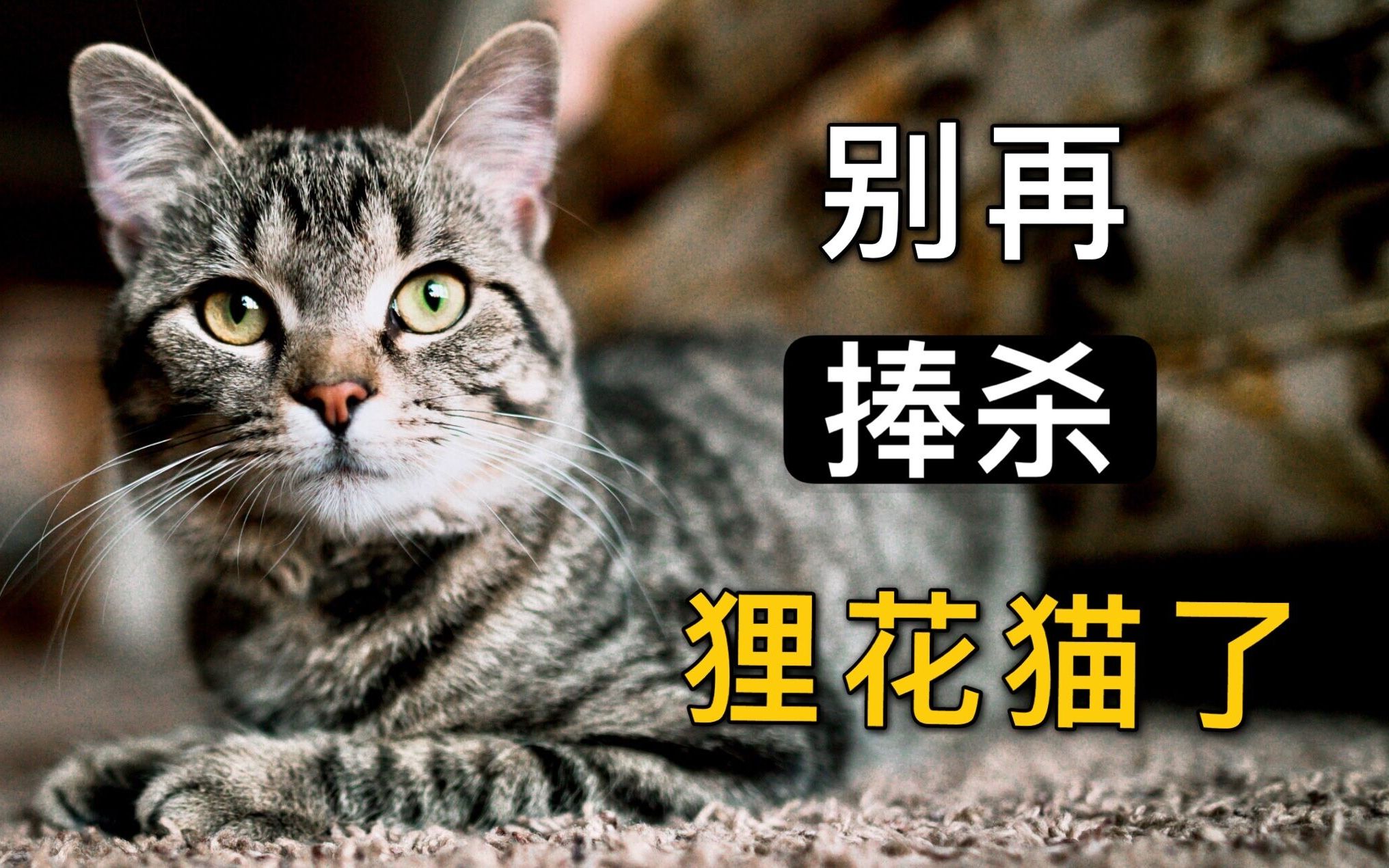 [图]别再捧杀我们的狸花猫了