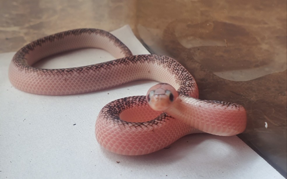 【王蛇】ax白边布鲁克喂食,小弹簧看到我结果不吃了,直接准备起飞