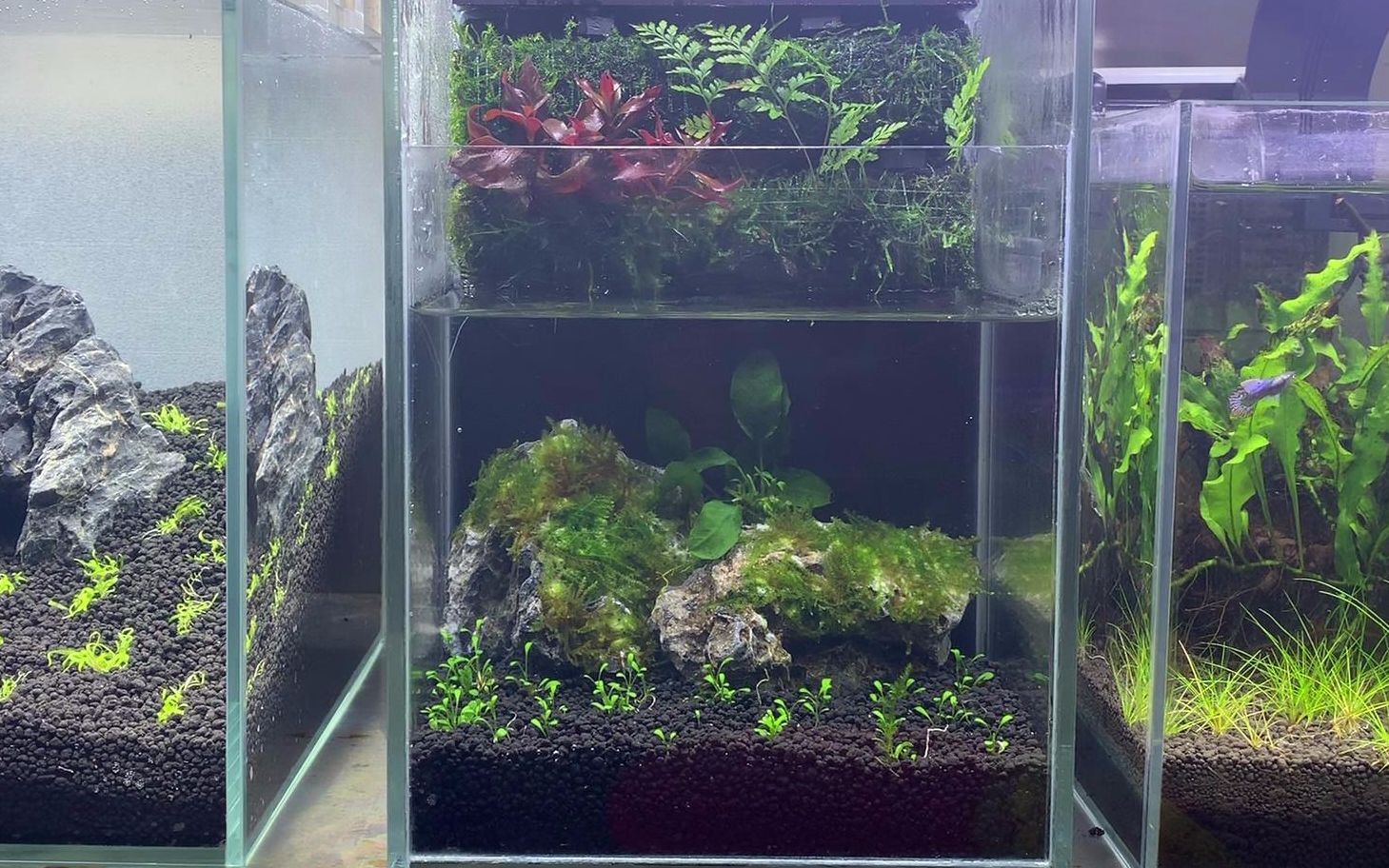 20厘米水陆两栖缸制作造景