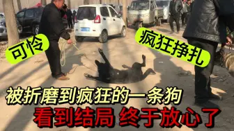 Download Video: 可怜：这条狗不再相信人类，获救后疯狂挣扎，死活都要回到狗肉车