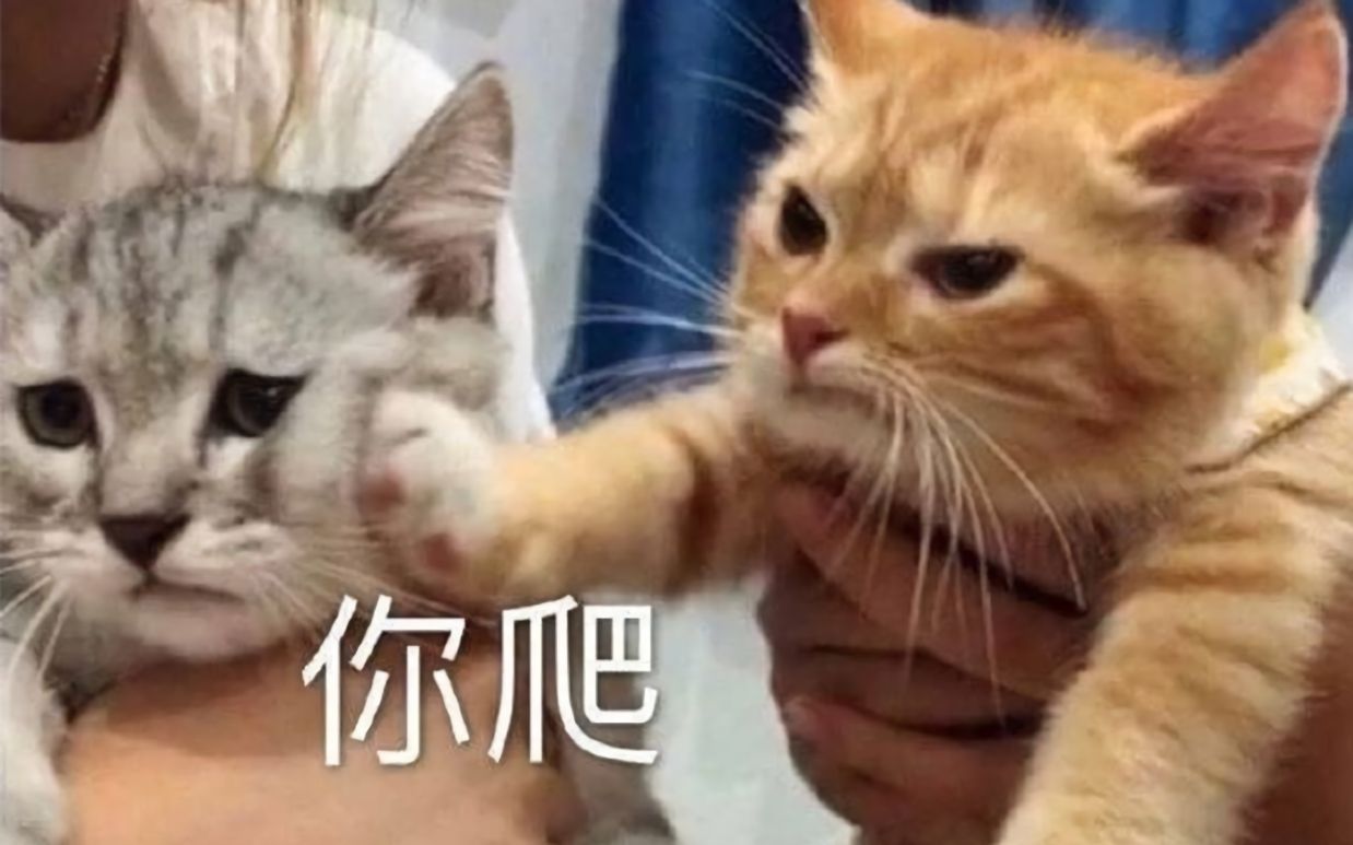 血腥残暴!!猫猫打架合集!哔哩哔哩bilibili