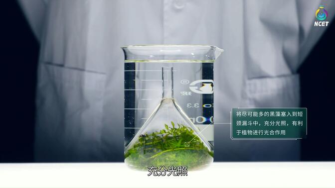 生物七年级上册金鱼藻释放氧气实验