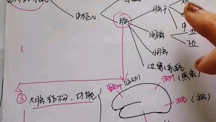 [图]普通心理学之第二章心理生理基础，简直是保姆级梳理，你要是还是分不清功能，我和你急