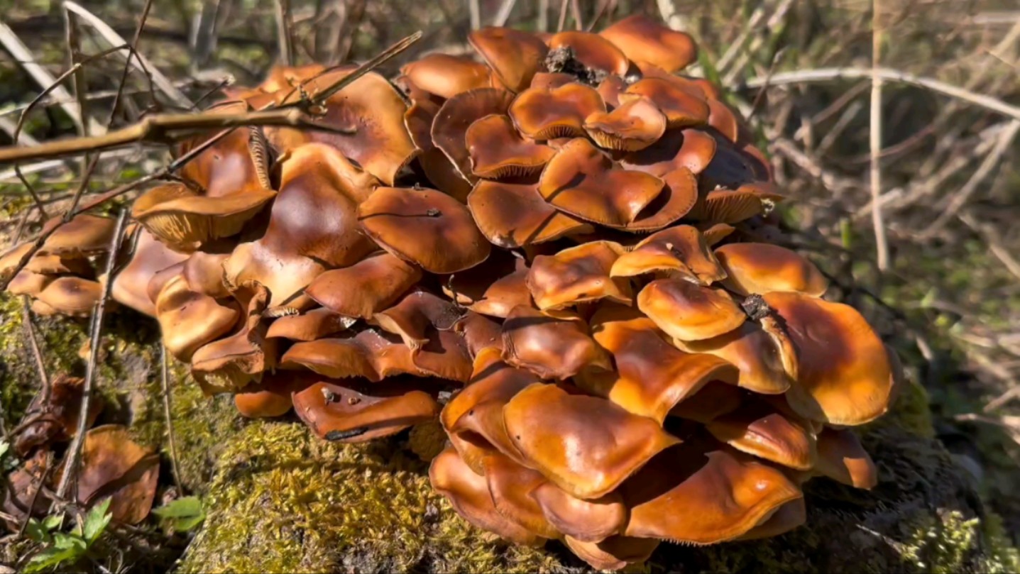 这个季节的野生金针菇又多又大一根树桩就爆篮了