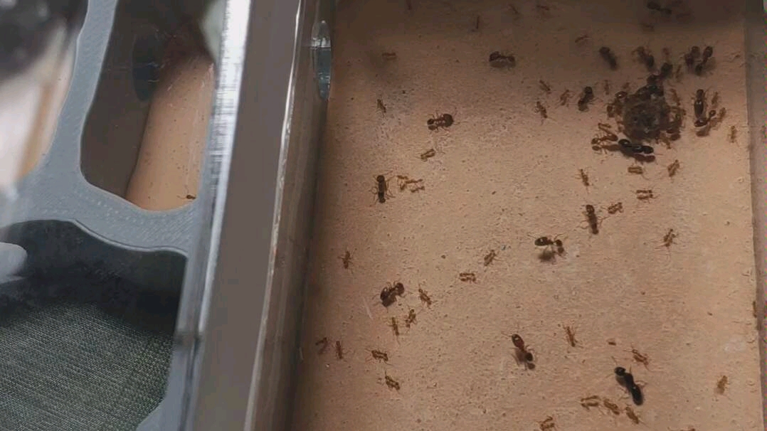 上海大头蚁淡黄大头蚁回家入巢视频