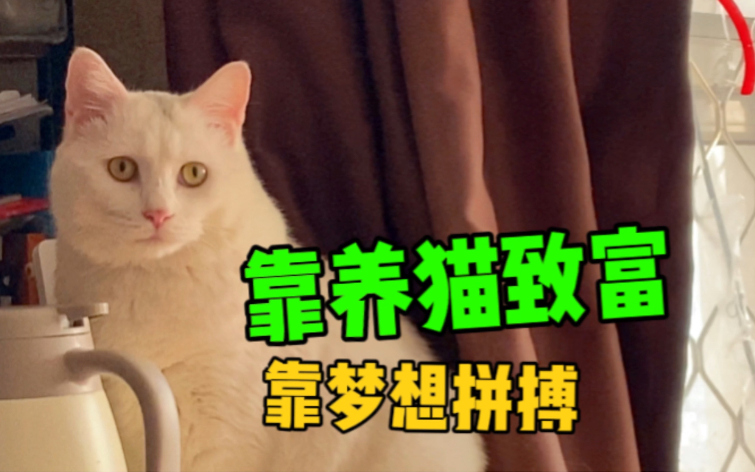 即将靠养猫致富,猫毛大衣引领时尚哔哩哔哩bilibili