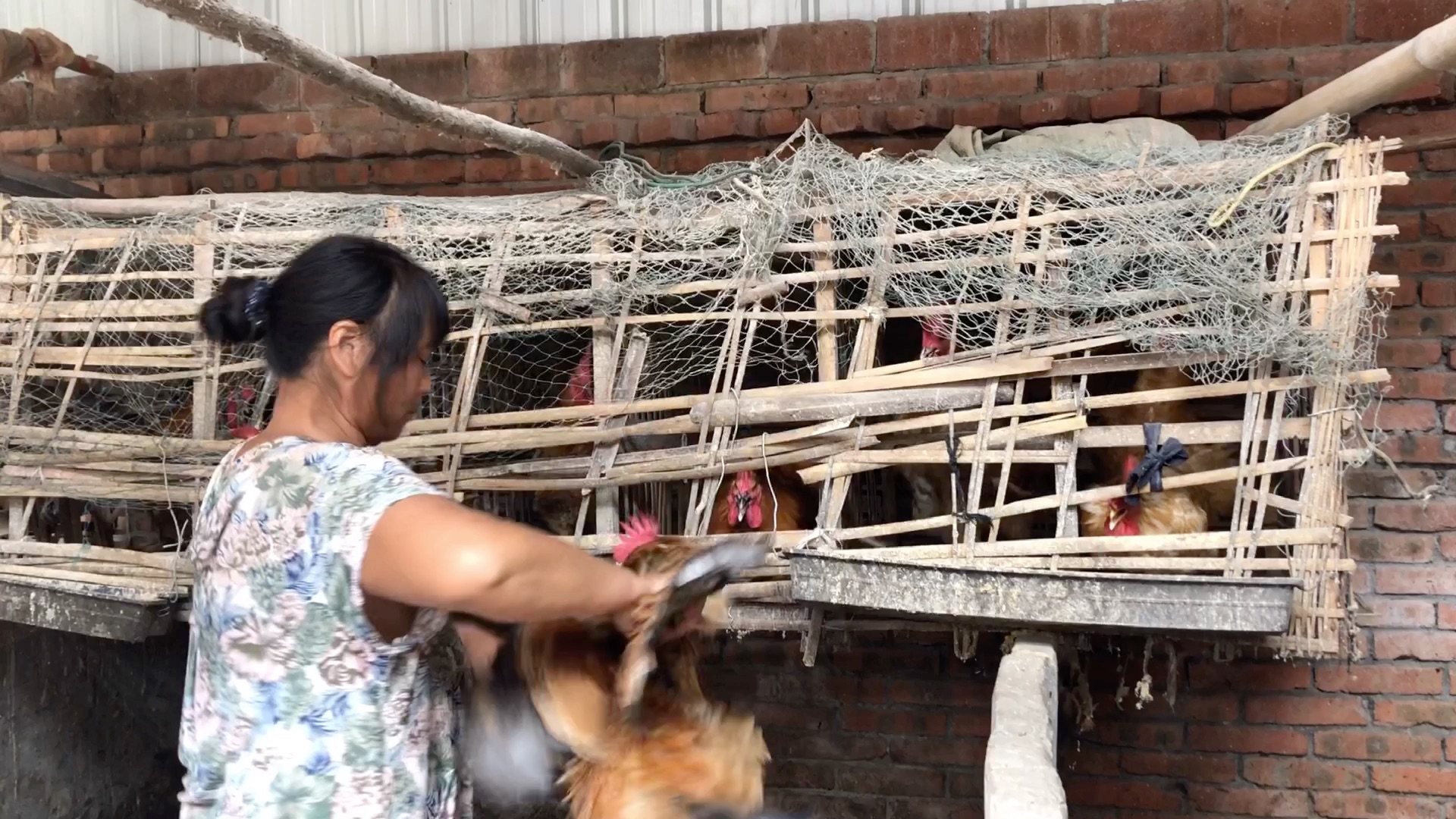 国庆中秋同日,杀鸡宰鸭同庆!