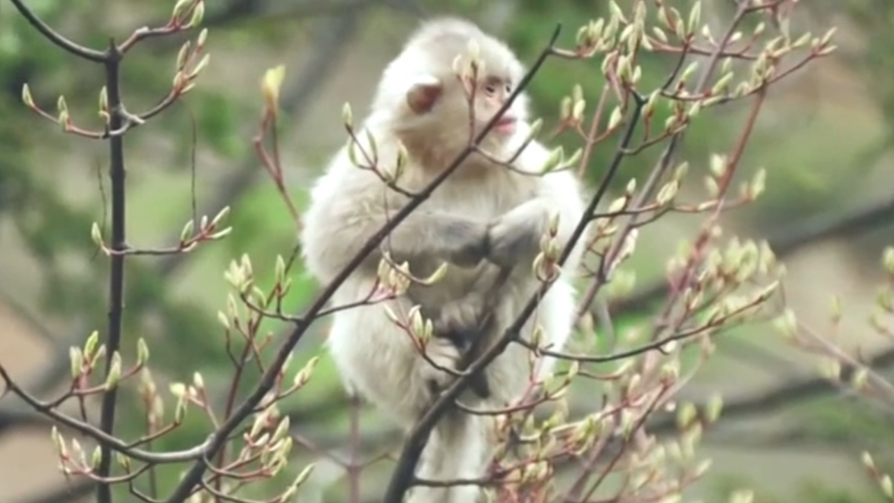 [图]独行金丝猴替头猴梳理毛发曲线求生！重获生机的机智小猴！