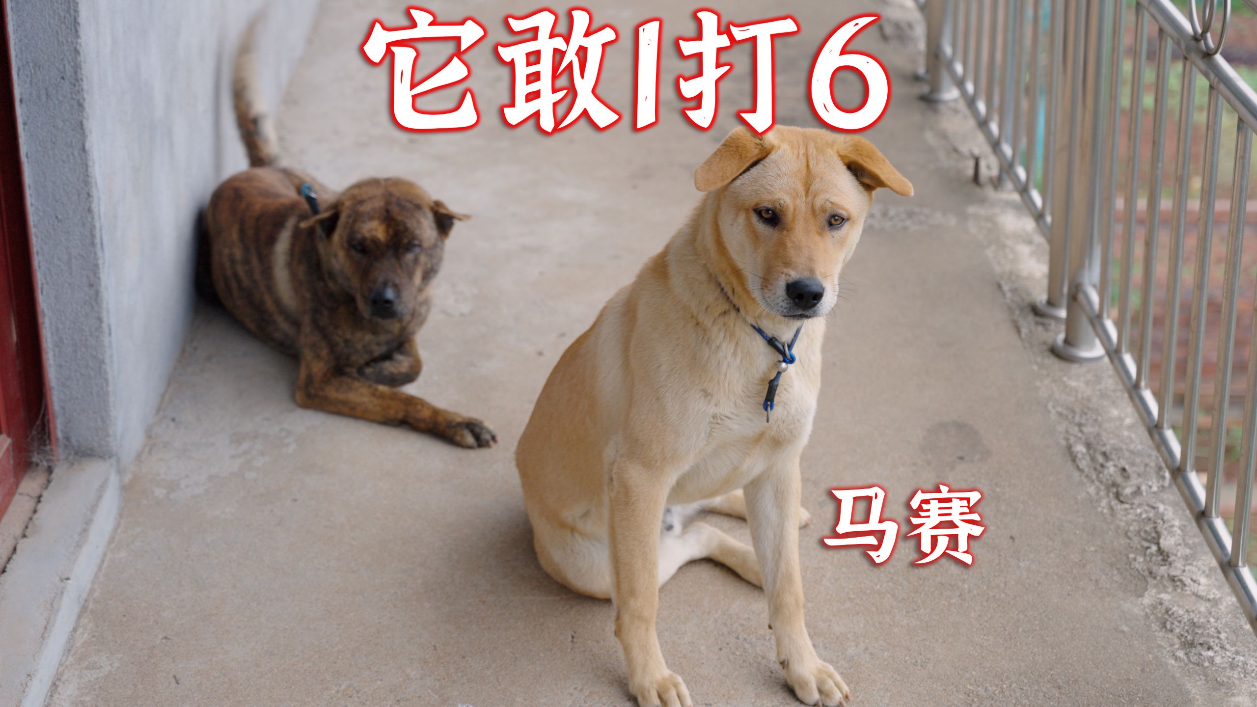 狗不可貌相，马赛快一岁了，在别的村横着走
