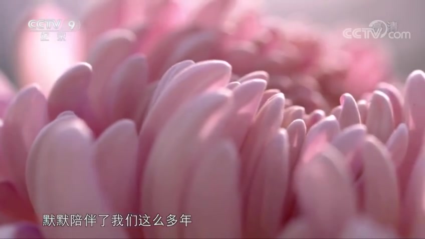 [图]第四集菊花