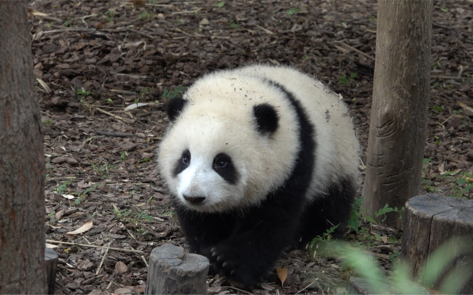 大熊猫和花——圆润干妈用灵活的身躯教花花爬树