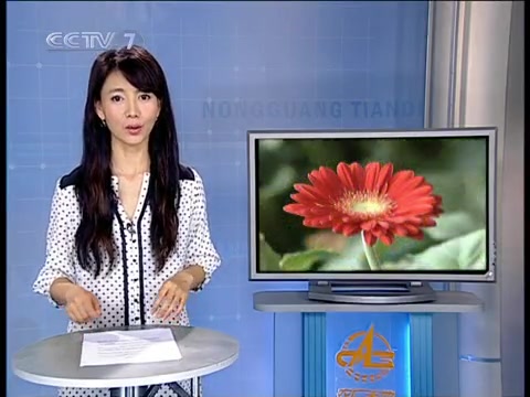 [图][农广天地]非洲菊的栽培技术(2010.8.9)