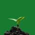 绿幕视频-植物的生长