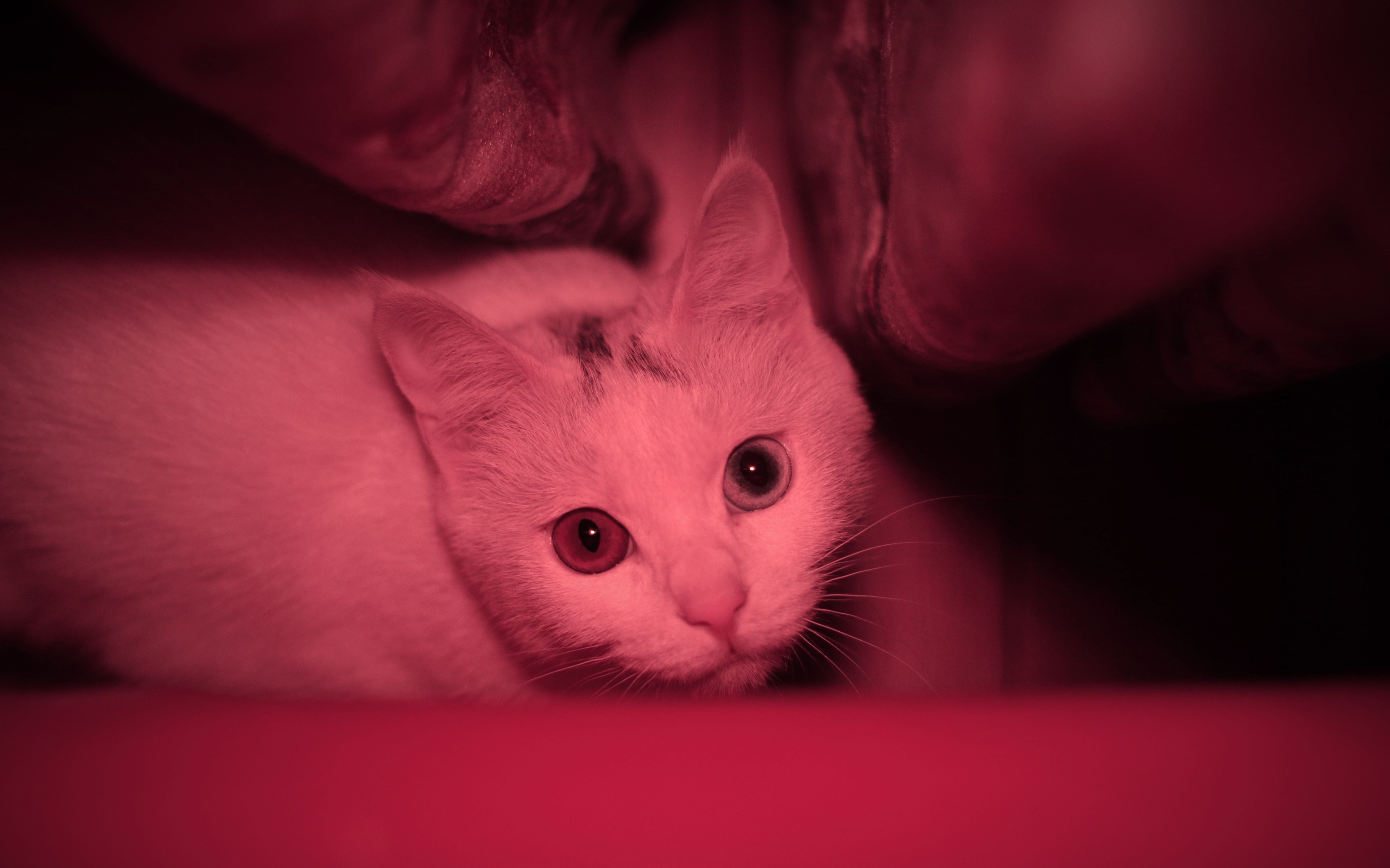 【异瞳小白猫-藤椒】吸了一斤猫薄荷?no!只是上了冰箱!